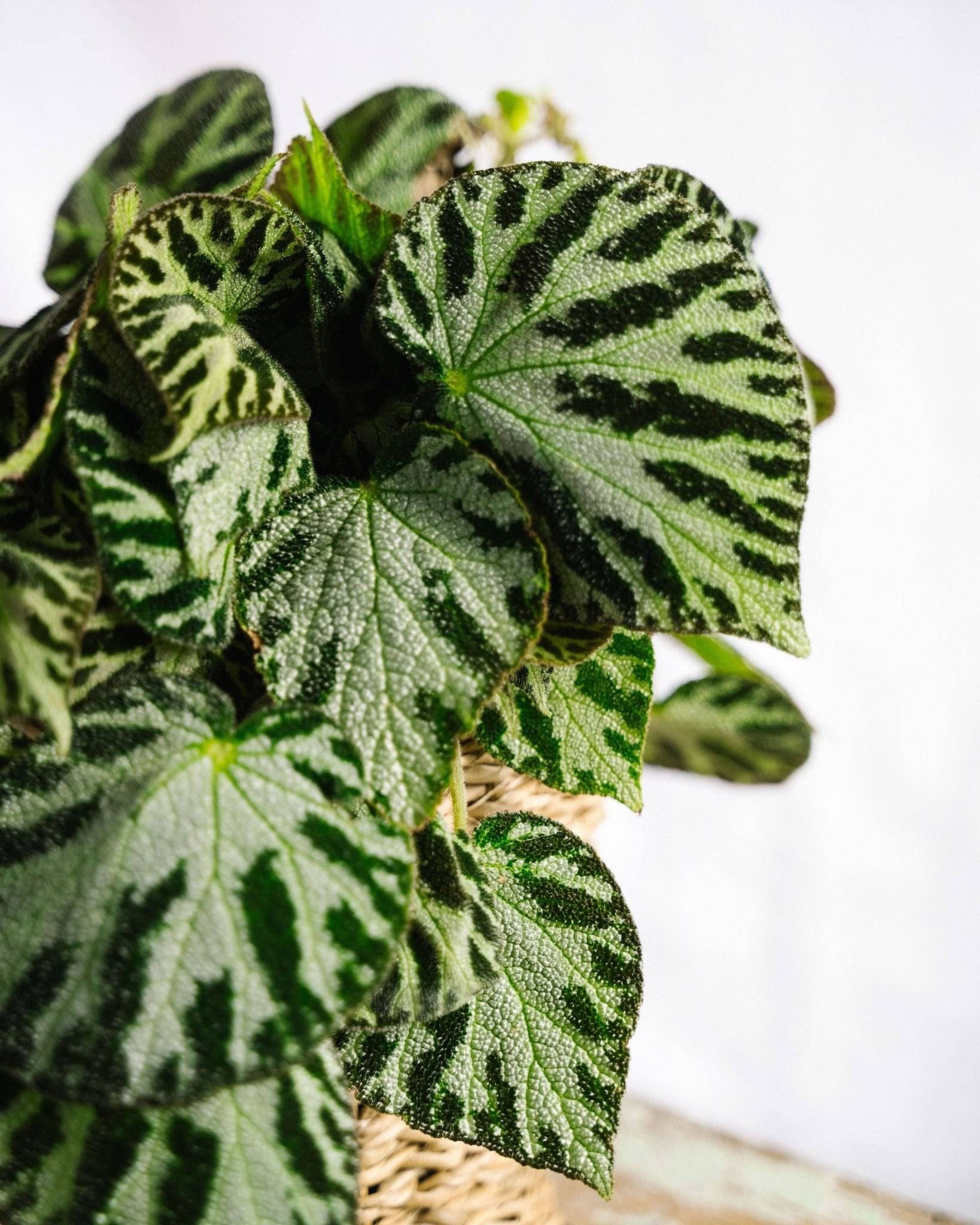 La Green Touch - Begonia Silver bijoux 30cm - Plante d'intérieur- La Green Touch - Imagen 3