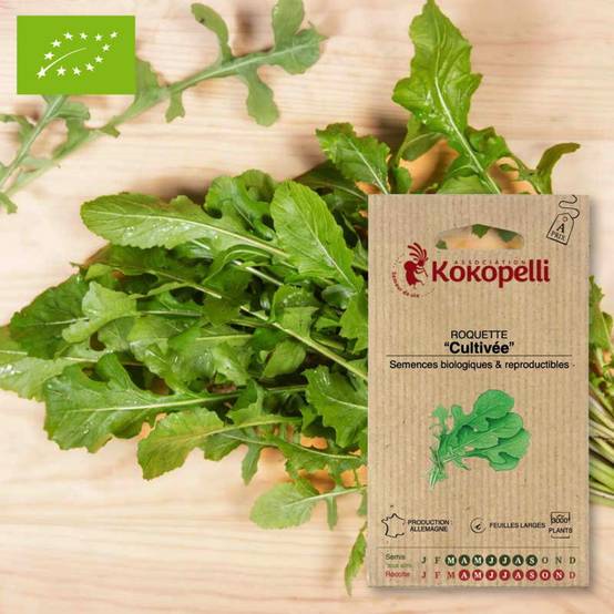 Roquette Cultivée- Graines bio à semer - Image 1
