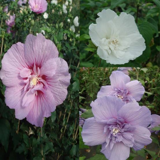 Collection 3 Hibiscus syriacus à fleurs doubles - Collection de 3 plantes