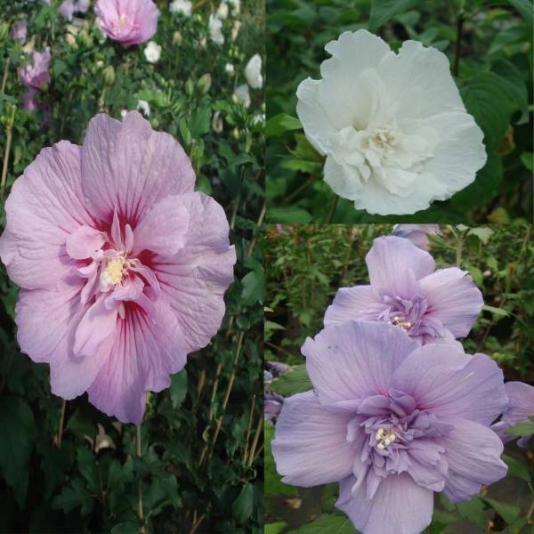 Collection 3 Hibiscus syriacus à fleurs doubles - Collection de 3 plantes
