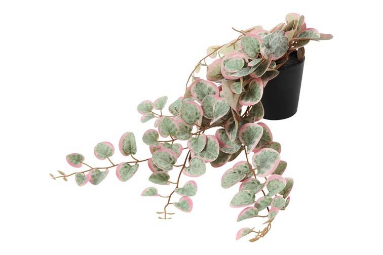 Plante Ceropegia woodii pourpre-23x30x50CM