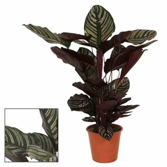 0 - Calathea sanderiana (Plante paon) Taille:Pot de 4 litres - 60/70 cm