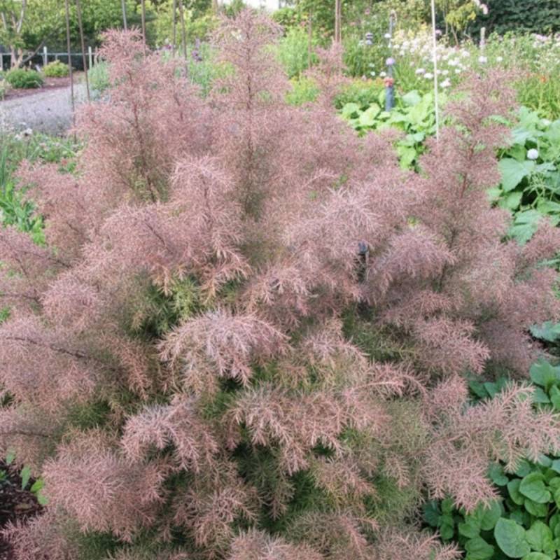 Cèdre du Japon Elegans, Cryptomeria - Pot de 2L - 40/60 cm - Imagen 8