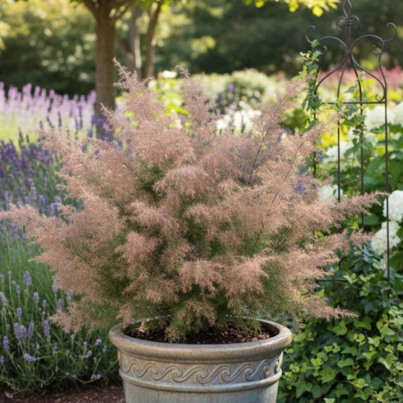 Cèdre du Japon Elegans, Cryptomeria - Pot de 2L - 40/60 cm - Imagen 6