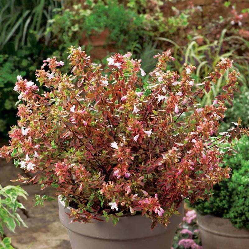 Abelia Sunshine Daydream®, Abélia à grandes fleurs à fleurs Rose - feuillage Persistant - Pot de 7,5L - 40/60 cm-  hauteur à maturité De 1,50 m à 2,00 - Imagen 1
