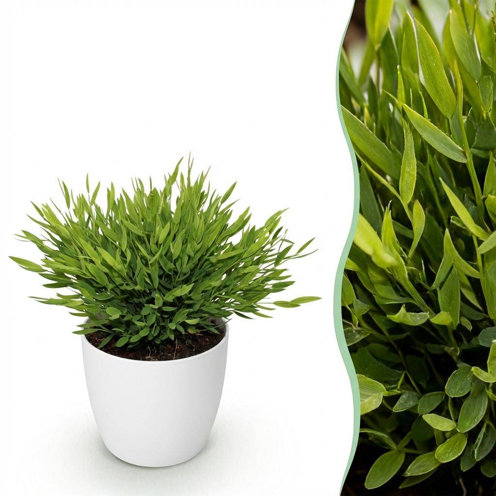 Bamusa Pogonatherum Monica - Pet-friendly - Bambou miniature - Pot de 12cm - Hauteur 20cm - Blanc - Plantes d'intérieur