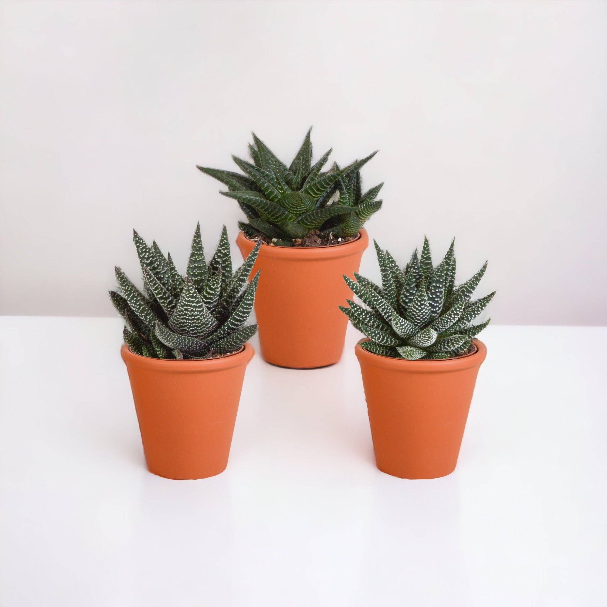 Coffret Gasteria, Haworthia et ses caches-pots terracotta - Lot de 3 plantes, h18cm- La Green Touch