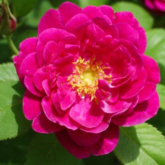 Rosier ancien Henri Martin (Red Moss) Pot de 4L/5L