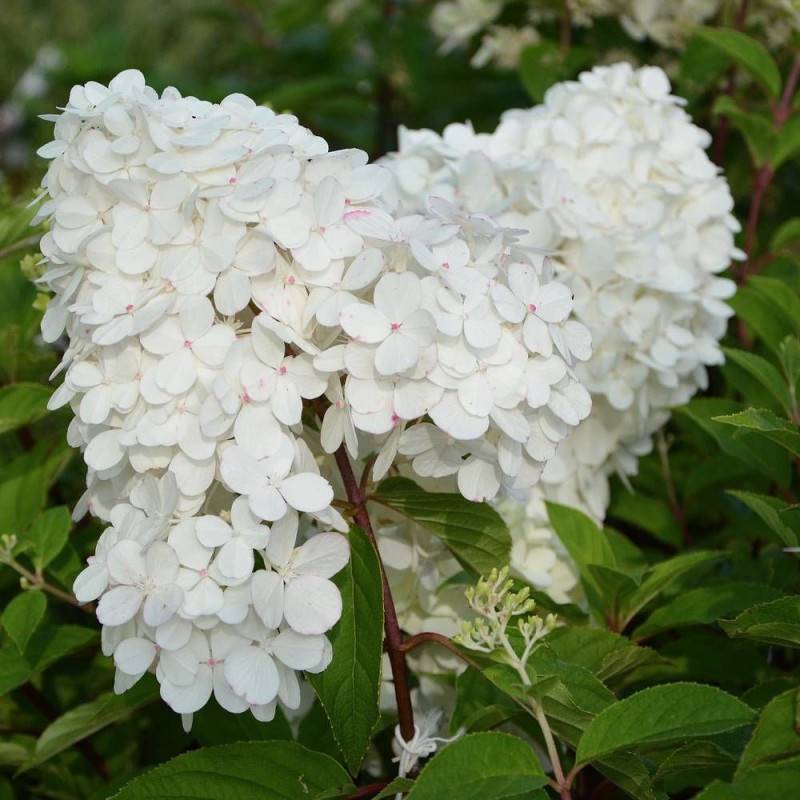 Hortensia paniculata Magical® 'Kilimanjaro', Hydrangea paniculata à fleurs Rouge - feuillage Caduc - Pot de 7,5L - 40/60 cm- hauteur à maturité De 1, - Image 1