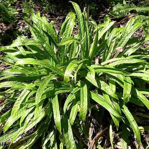 Carex plantaginea - Laîche à feuilles larges Godet de 8/9 cm