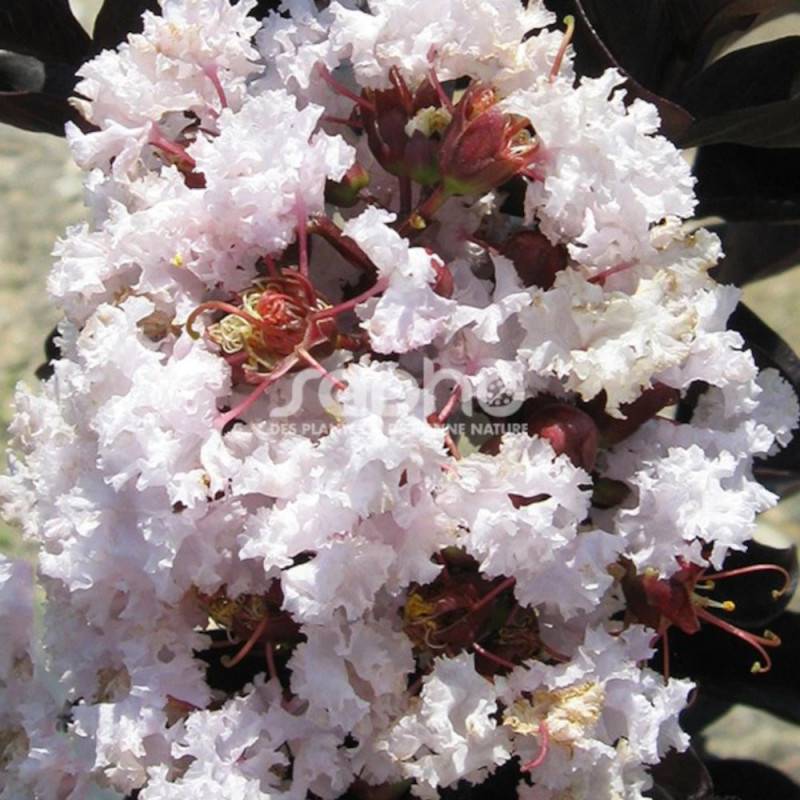Lilas des Indes Black Diamond® Blush™, Lagerstroemia à fleurs Rose - feuillage Caduc - Pot de 7,5L - 60/80 cm-  hauteur à maturité De 1,50 m à 2,00 m - Image 2