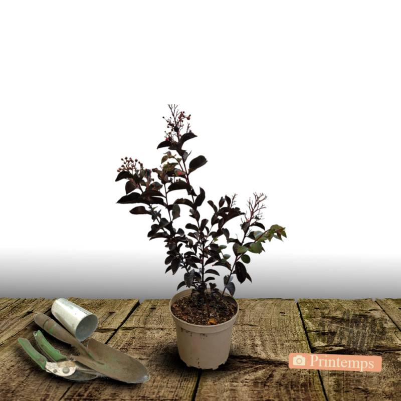 Lilas des Indes Black Diamond® Blush™, Lagerstroemia à fleurs Rose - feuillage Caduc - Pot de 7,5L - 60/80 cm- hauteur à maturité De 1,50 m à 2,00 m - Image 8