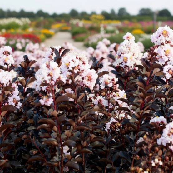 Lilas des Indes Black Diamond® Blush™, Lagerstroemia à fleurs Rose - feuillage Caduc - Pot de 7,5L - 60/80 cm- hauteur à maturité De 1,50 m à 2,00 m - Image 4
