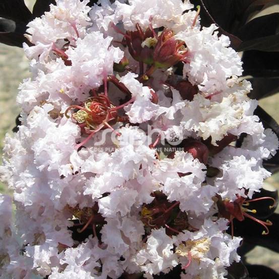 Lilas des Indes Black Diamond® Blush™, Lagerstroemia à fleurs Rose - feuillage Caduc - Pot de 7,5L - 60/80 cm- hauteur à maturité De 1,50 m à 2,00 m - Image 1