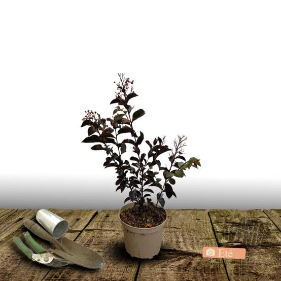 Lilas des Indes Black Diamond® Blush™, Lagerstroemia à fleurs Rose - feuillage Caduc - Pot de 7,5L - 60/80 cm- hauteur à maturité De 1,50 m à 2,00 m - Image 6