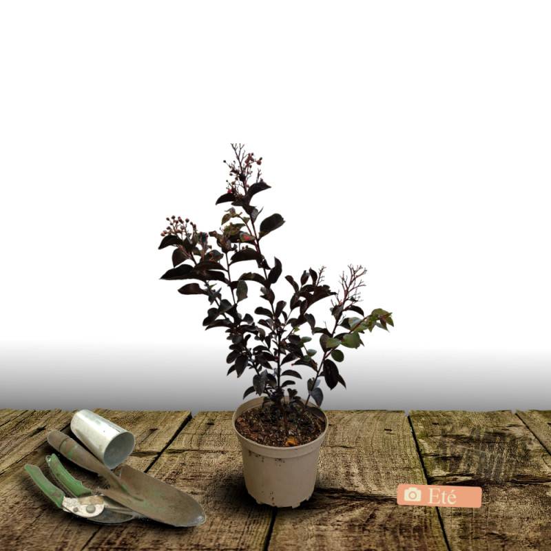 Lilas des Indes Black Diamond® Blush™, Lagerstroemia à fleurs Rose - feuillage Caduc - Pot de 7,5L - 60/80 cm-  hauteur à maturité De 1,50 m à 2,00 m - Image 6