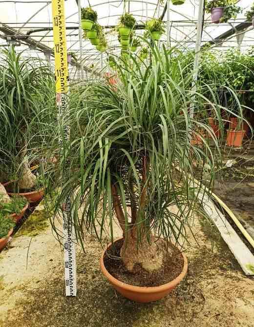 Sans Marque - Beaucarnea recurvata [syn. Nolina r.] Taille:pot de 35L - 150/175cm - Image 5