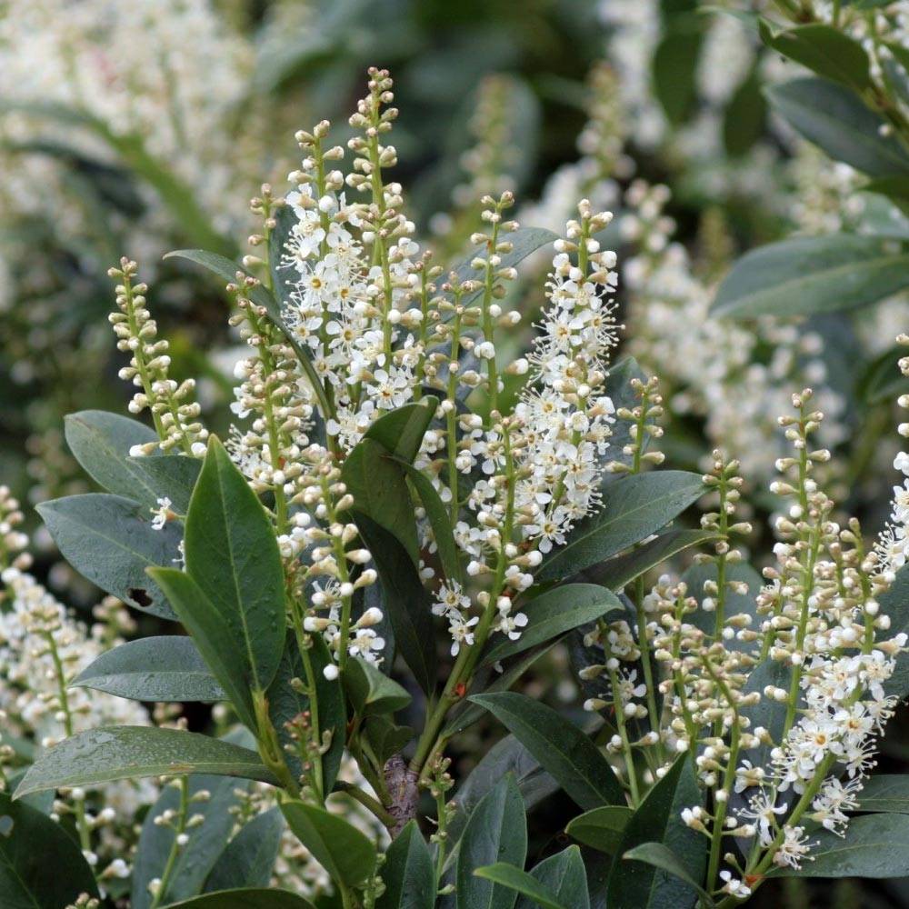 Promesse de Fleurs - Laurier Cerise - Prunus laurocerasus Mano Pot de 3L/4L