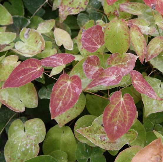 Fleur des Elfes - Epimedium pinnatum ssp colchicum Godet de 8/9 cm