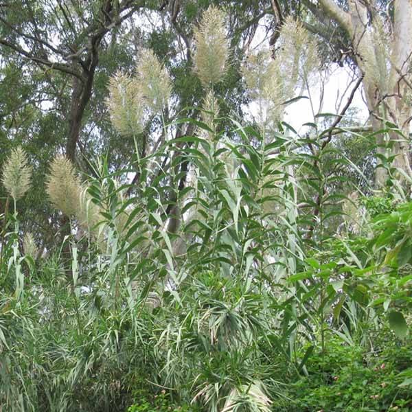 Promesse de Fleurs - Arundo donax - Canne de Provence Godet de 8/9 cm