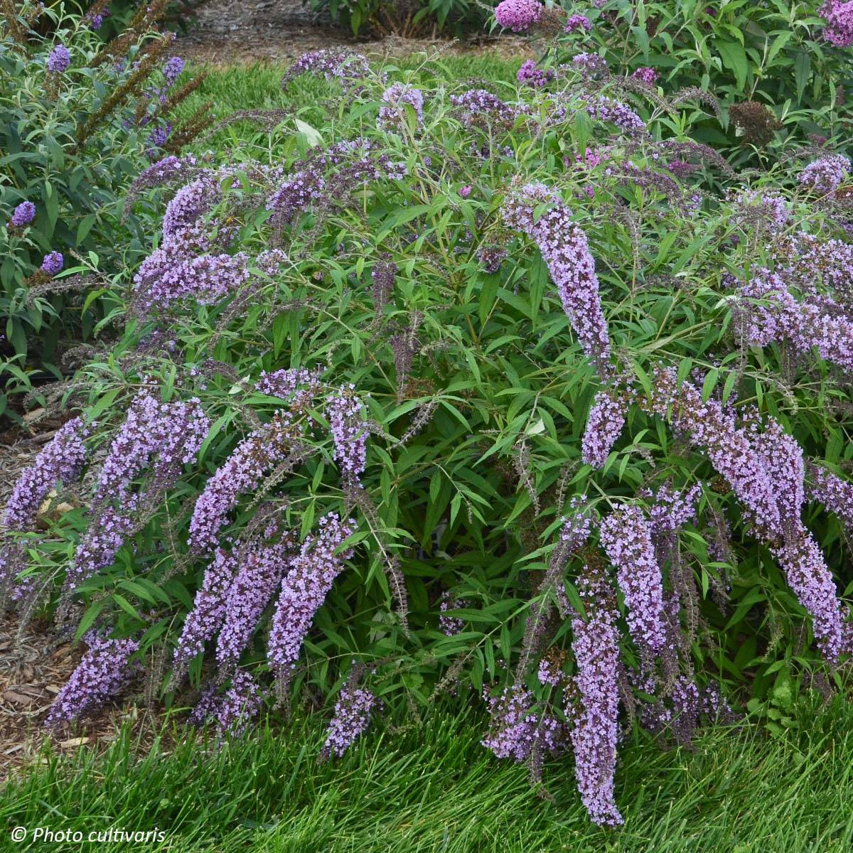 Buddleja Wisteria Lane - Arbre à papillons Godet de 8/9 cm - Image 1