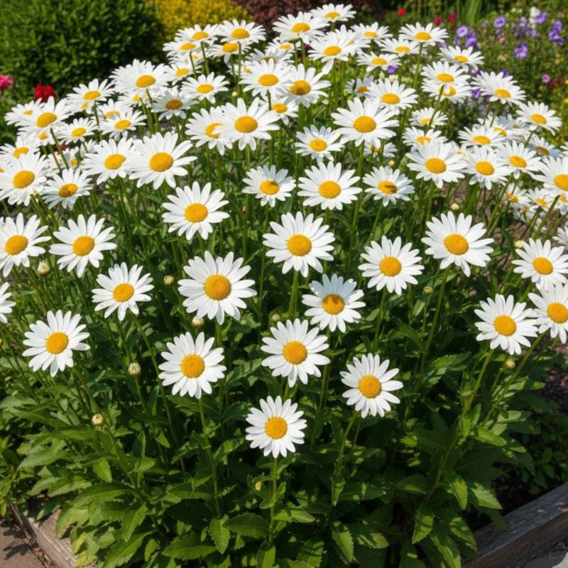 Marguerite d'été Brightside à fleurs Blanche/Jaune - feuillage Caduc - Godet - 5/20 cm - Imagen 1