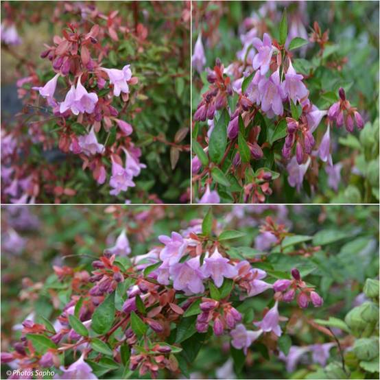 Abelia Pink Pong Pot de 3L/4L - Image 1