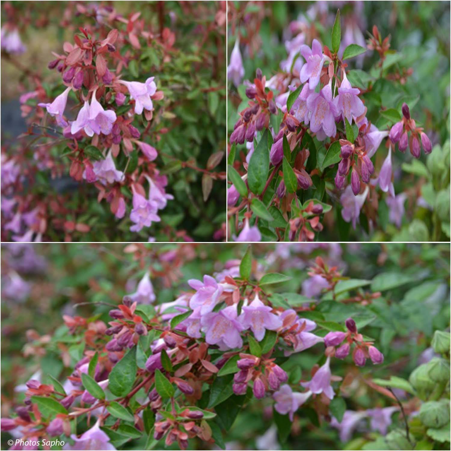Abelia Pink Pong Pot de 3L/4L - Image 1
