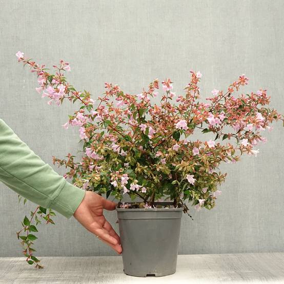 Abelia Pink Pong Pot de 3L/4L - Image 2