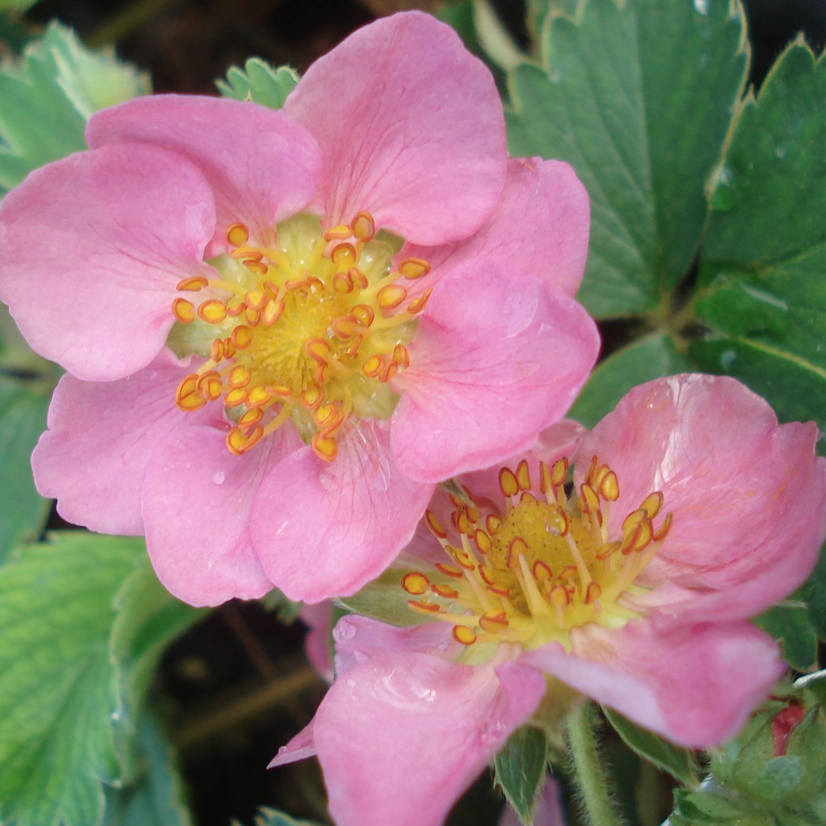 Fraisier rose - Fragaria Pink Panda Godet de 8/9 cm