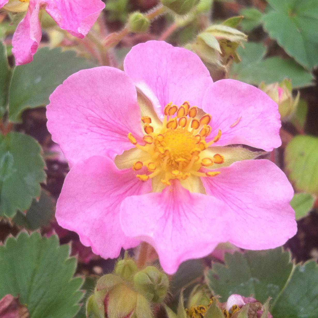 Fraisier rose - Fragaria Pink Panda Godet de 8/9 cm - Image 2