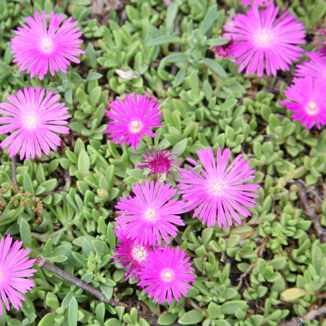 Promesse de Fleurs - Delosperma Table Mountain - Pourpier vivace Pot de 2L/3L