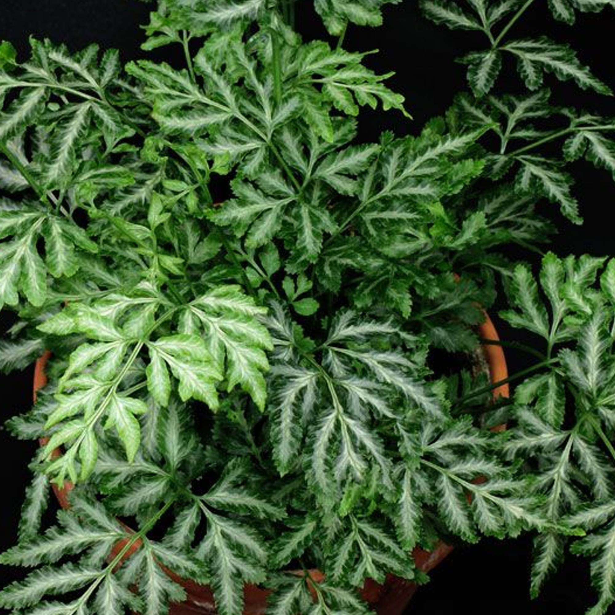 Gardenersdream - Pteris Albolineata Pteris De Crête | Fougère Pour La Maison Ou Le Bureau (De 25 À 35 Cm Pot Inclus) - GardenersDream - Imagen 2