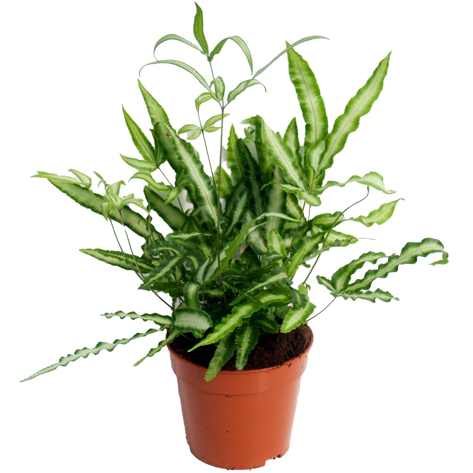Gardenersdream - Pteris Albolineata Pteris De Crête | Fougère Pour La Maison Ou Le Bureau (De 25 À 35 Cm Pot Inclus) - GardenersDream - Imagen 1