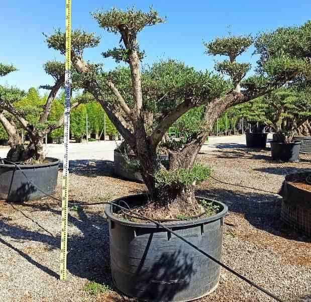 Sans Marque - Olea europaea (Oliviers) Multi-plateaux Couleur floraison:Blanc - Taille:Multi-plateaux - Marmite 600L - 200/250cm - Imagen 4