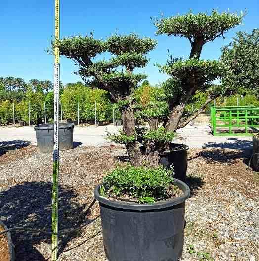 Sans Marque - Olea europaea (Oliviers) Multi-plateaux Couleur floraison:Blanc - Taille:Multi-plateaux - Marmite 600L - 200/250cm - Imagen 1