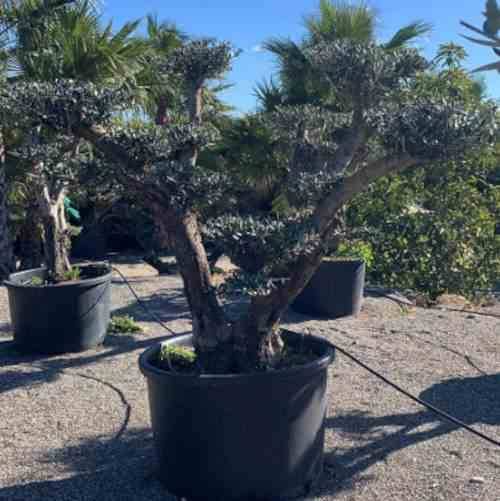 Sans Marque - Olea europaea (Oliviers) Multi-plateaux Couleur floraison:Blanc - Taille:Multi-plateaux - Marmite 600L - 200/250cm - Imagen 3
