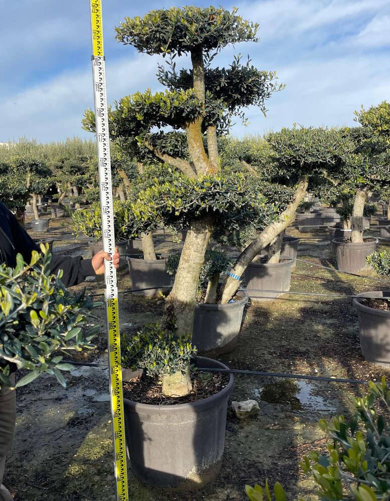 Sans Marque - Olea europaea (Oliviers) Multi-plateaux Couleur floraison:Blanc - Taille:Multi-plateaux - Marmite 600L - 200/250cm - Imagen 5