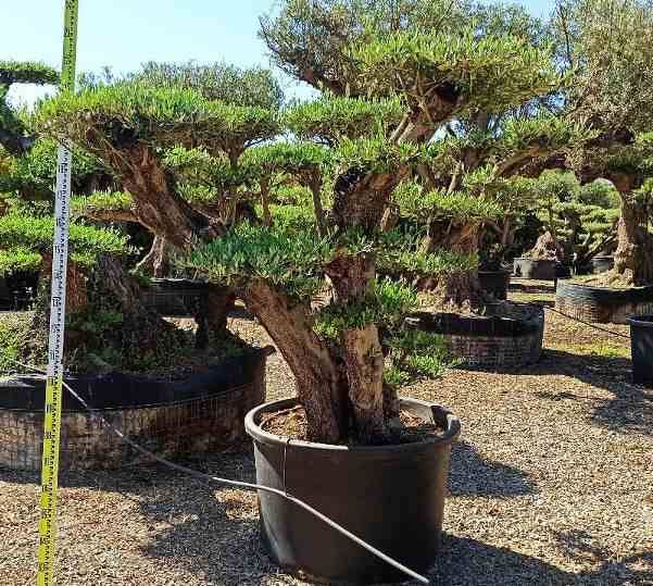 Sans Marque - Olea europaea (Oliviers) Multi-plateaux Couleur floraison:Blanc - Taille:Multi-plateaux - Marmite 600L - 200/250cm - Imagen 2