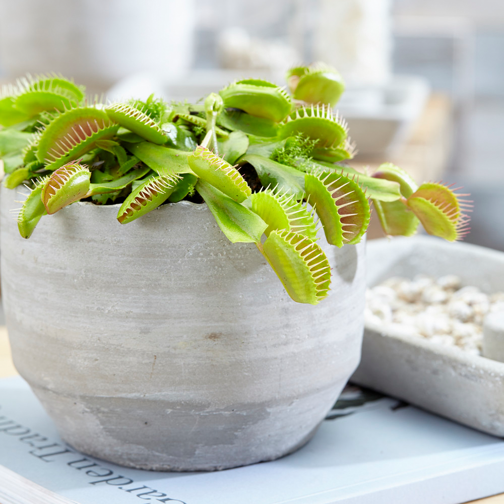 Gardenersdream - Plante Carnivore D'Intérieur En Pot De 9 Cm - 'Dionée Muscipula' Venus Attrape-Mouche - GardenersDream