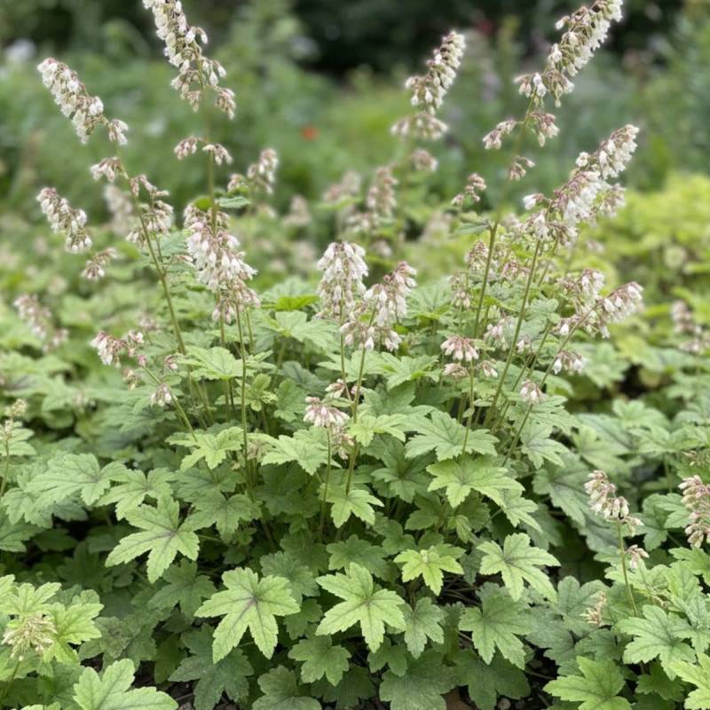 Heucherella Kimono® à fleurs Blanche/ - feuillage Caduc - Godet - 5/20 cm - Imagen 1