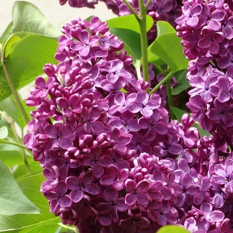 Lilas commun Souvenir de Louis Spaëth, Syringa à fleurs Violette - feuillage Caduc - Pot de 5L - 40/60 cm-  hauteur à maturité De 2,50 m à 3,00 m - Image 3