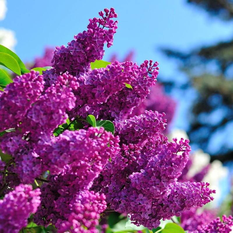 Lilas commun Souvenir de Louis Spaëth, Syringa à fleurs Violette - feuillage Caduc - Pot de 5L - 40/60 cm-  hauteur à maturité De 2,50 m à 3,00 m - Image 2