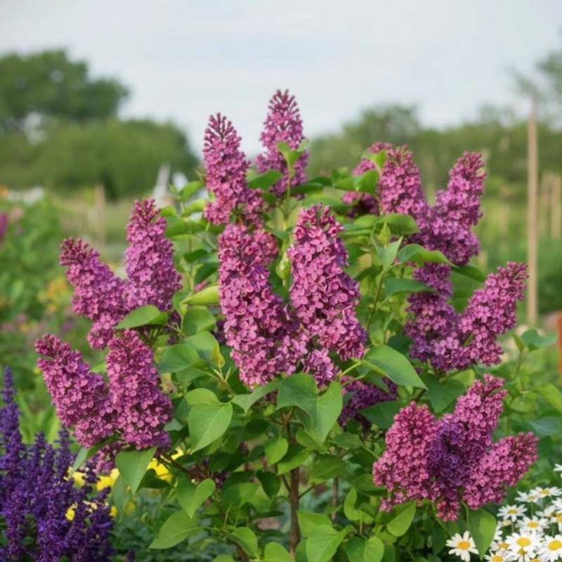 Lilas commun Souvenir de Louis Spaëth, Syringa à fleurs Violette - feuillage Caduc - Pot de 5L - 40/60 cm-  hauteur à maturité De 2,50 m à 3,00 m - Image 4