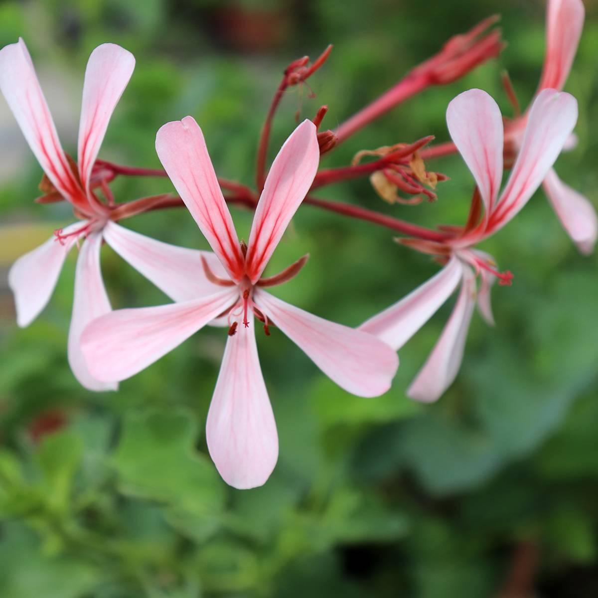 Pelargonium acetosum - Géranium botanique Godet de 8/9 cm