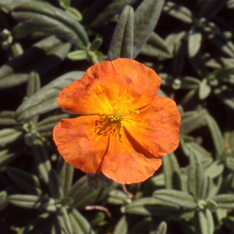 Helianthemum Fire Dragon - Hélianthème orange et rouge Godet de 8/9 cm