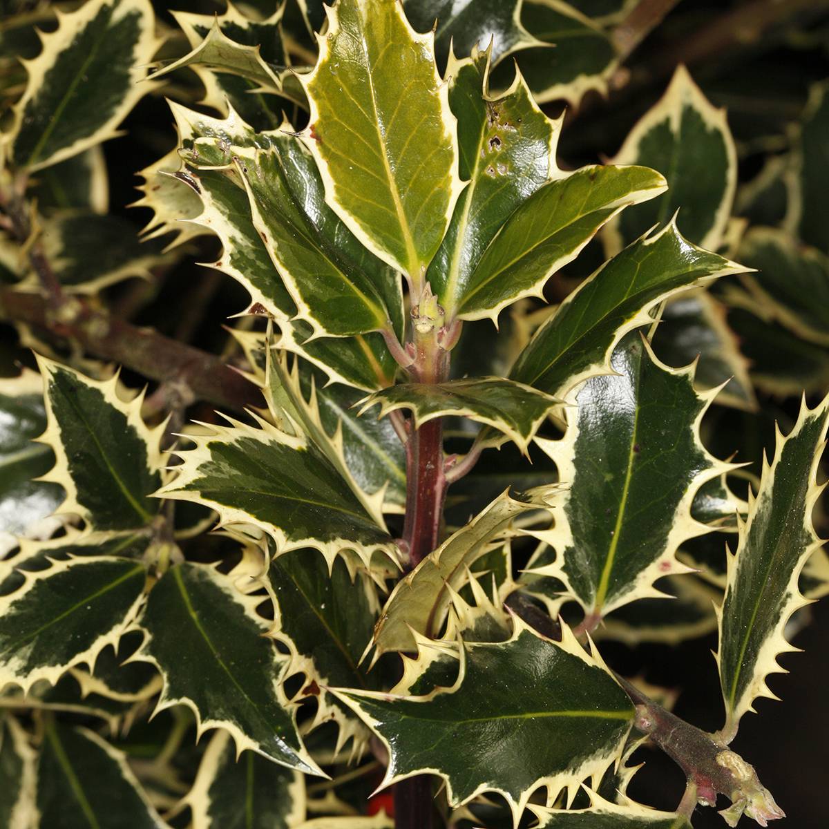 Promesse de Fleurs - Ilex aquifolium Handsworth New Silver - Houx panaché Pot de 3L/4L
