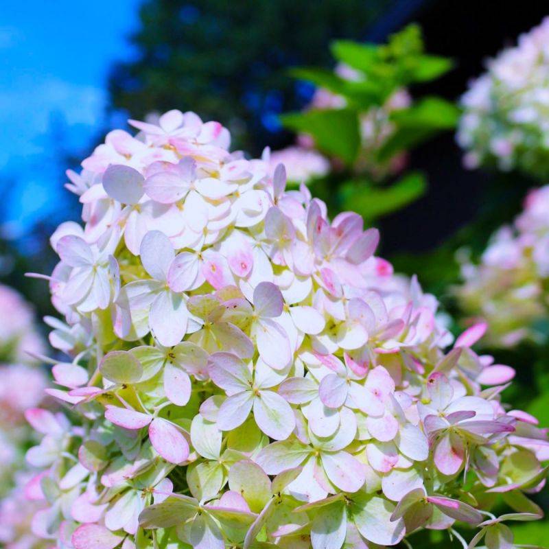 Hortensia Paniculé 'Grandiflora' (Hydrangea Paniculata 'Grandiflora') - Godet - Taille 13/25cm - Pépinières Naudet - Imagen 1