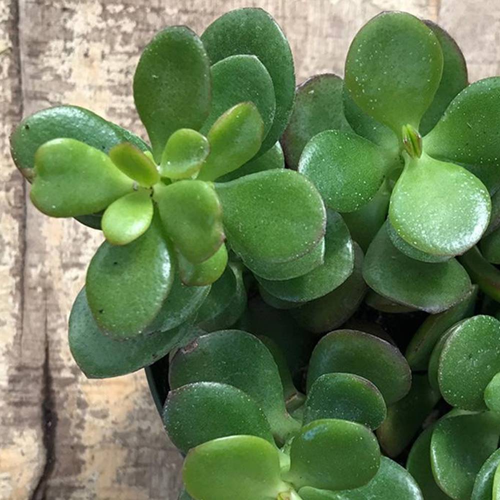Gardenersdream - Gardenersdream : Mini Plante Verte Crassula Ovata - Plante D'Intérieur - Succulentes Naturelles En Pots Facile À Entretenir, Arbre D'Argent - Image 2