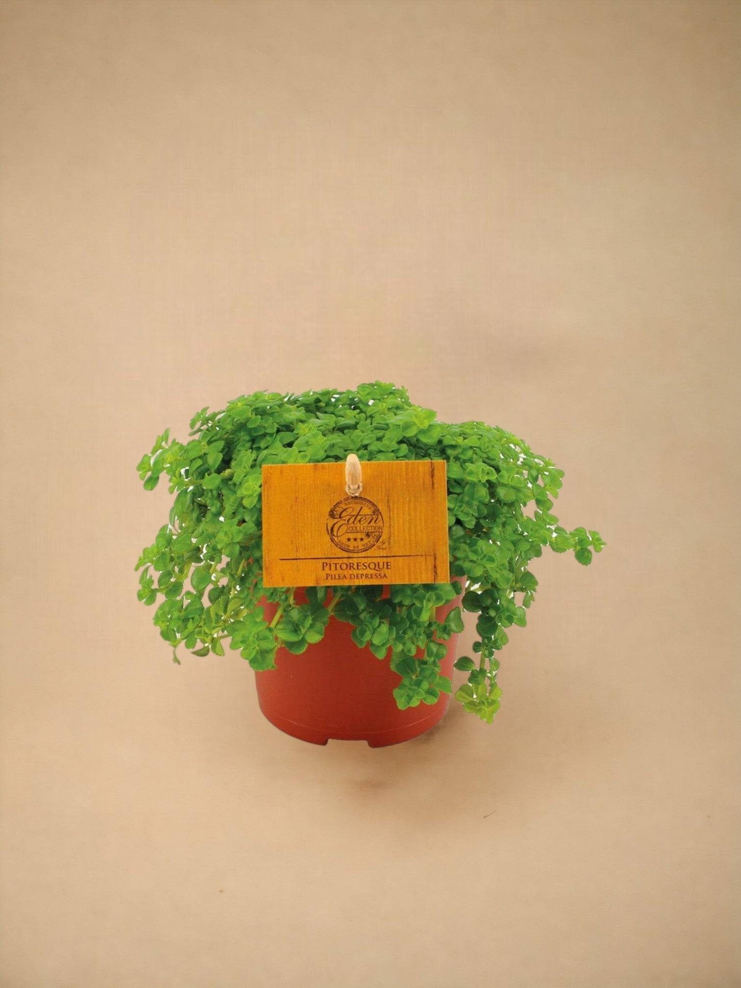 Pilea Depressa 15cm - Plante d'intérieur- La Green Touch - Image 2